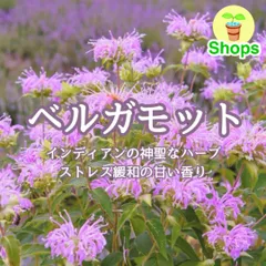 【ハーブの種】ベルガモット☆モナルダ 花の種子 約100粒！のサムネイル