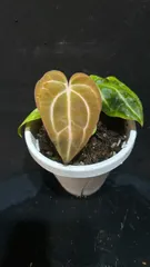 2025年最新】anthurium carlablackiaeの人気アイテム - メルカリ 2025年最新】anthurium carlablackiaeの人気アイテム - メルカリ