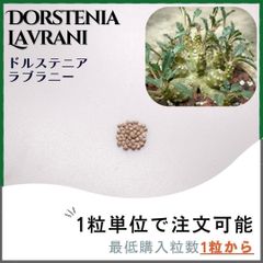 【種子】ドルステニア ラブラニー  / セット割あり 数量1粒から購入OK