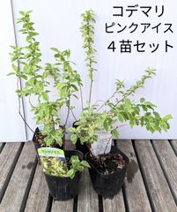 【４個セット】コデマリ　ピンクアイス　在庫処分　お買得