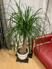 ポニーテール A8 室内 インテリア 現物販売 オフィス 観葉植物