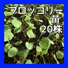 【sana】大人気の新種が激安！ブロッコリーコート種子（アーサー）4個 楽天市場】ブロッコリー アーサーの通販
