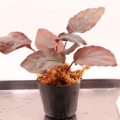 Homalomena sp. Silver Powder Kn便 - メルカリ