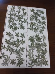 ミモザの葉 押し葉ドライ 100枚ほど 押し花 しおり作りなどに ハンドメイド素材
