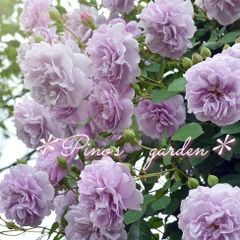 ✨花つき抜群！豪華なラベンダー系✨　バラ苗　挿し木