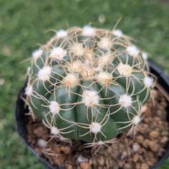 サボテン　ノトカクタス　菫丸