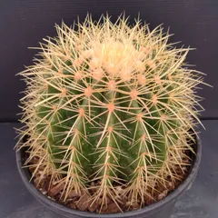 エキノカクタス　platyacantus 20苗 抜き苗 エキノカクタス platyacantus 20苗 抜き苗 商品詳細 - 信州西沢