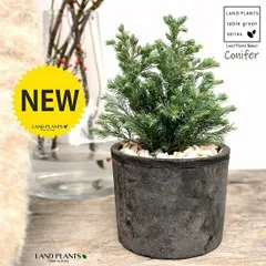 コニファー（ボールバード） 黒色 モスポット シリンダー型 陶器鉢（天然砕石） ブルーバード ヒノキ クリスマスツリー シンボルツ