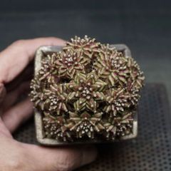 "Gymnocalycium" ギムノカリキウム 【T-REX】 管理1957