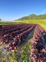 農薬不使用栽培 ちりめん赤紫蘇葉っぱ2キロ - メルカリ