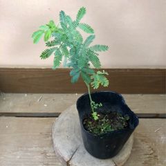常緑樹　苗木　ミモザ　アカシア　銀葉アカシア