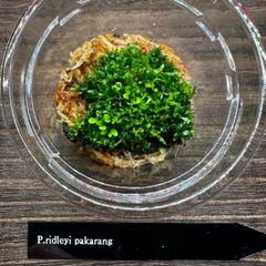 【激レア】P. ridleyi Pakarang リドレイパカラン 前葉体 胞子体 XL③