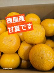 【徳島産】甘夏　個人出荷　2Lサイズ・3Lサイズ　10Kg箱