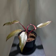 フィロデンドロンピンクプリンセス　抜き苗