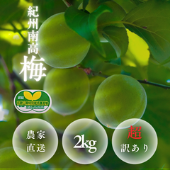 超訳あり 紀州南高梅 生梅 2kg 青梅/完熟梅 和歌山県産 農家直送