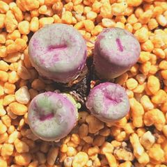 稀少　コンゴ大結晶　アメジストクラスター　天然石　開運　置物　原石 稀少 コンゴ大結晶 アメジストクラスター 2.5Kg天然石 玄関開運