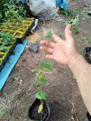お*わ様 ラカンカ　羅漢果　苗　２本セット ラカンカ 羅漢果 苗 2本セット ✴奄美農場✴ ラカンカ苗 羅漢果
