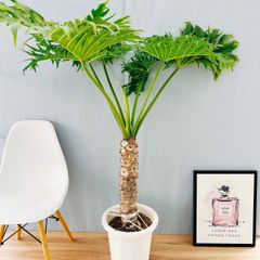 ［現品］A6  フィロデンドロン　セローム　幹上がり　10号　観葉植物　大型　室内　かっこいい　サトイモ科　プラ鉢