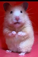 超希少❗️ポリシャス　フリスビー　スーパームーン✨ 超希少❗️ポリシャス フリスビー スーパームーン✨