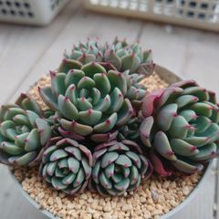 多肉植物　美斑❦七福美尼錦　抜き苗 多肉植物 美斑❦七福美尼錦 抜き苗 - メルカリ