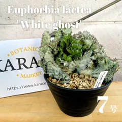 【鉢植え☆送料込】ホワイトゴースト・綴化・サボテン（116㎝） 大型ホワイトゴースト☆130cm】鉢植え・綴化・サボテン - メルカリ