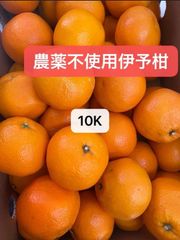 無農薬伊予柑10K！！北海道東北各県沖縄発送不可