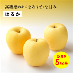 高級感のあるまろやかな甘み 11月収穫 幻のリンゴ 「はるか5キロ箱訳あり品」長野県産 安曇野 信州産 幻