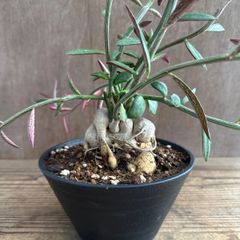 モナデニウム　ルベルム②  モナデニウム  Monadenium montanum var.rubellum  現品 観葉植物 観葉 植物  珍しい レア 希少 塊根植物 塊根 コーデックス 多肉植物 多肉 インテリア プレゼント おしゃれ かわいい グリーン