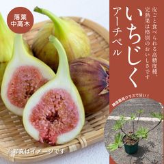 いちじくアーチペル