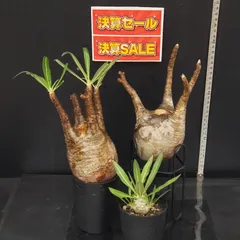 2025年最新】パキポディウムグラキリスの人気アイテム - メルカリ