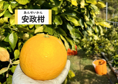 【2023年度最終】安政柑5〜7個
