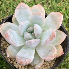 モンロー多肉植物