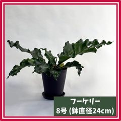 ◇特◇フルタドアsp.レッドナロー 2022年 神畑便 #ブセさかな屋 - メルカリ
