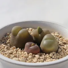 2025年最新】コノフィツムの人気アイテム - メルカリ