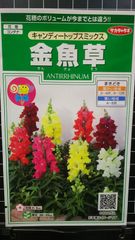 金魚草 キャンディトップス 種 ３袋セット