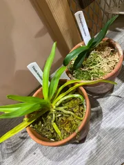 2025年最新】コウトウヒスイランの人気アイテム - メルカリ