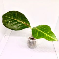 《発根済み》 クロトン トップカット 苗
