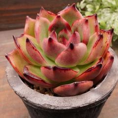MA138	ノーブルフェアリー	【イータニク】多肉植物　韓国苗　第四種郵便発送