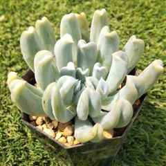 多肉植物エケベリア属 トップシータービー