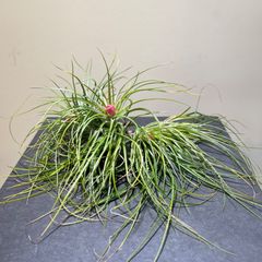 エアプランツ　ストリクタ群生