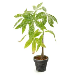 2025年最新】斑入りパキラ実生の人気アイテム - メルカリ