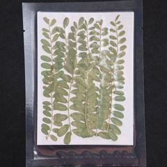 1シート 12個 押し草 押し花 花材 封入素材 ドライフラワー レジン レジン材料 レジン素材 自然素材 OS-00012