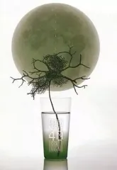 Hirasawa Bypass セット ＋ Green Nerve会報 平沢進 ファンクラブ会報 Vol.5 GREEN NERVE グリーンナーブ5号