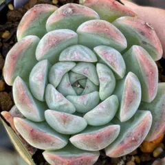 2025年最新】沙羅姫牡丹の人気アイテム - メルカリ