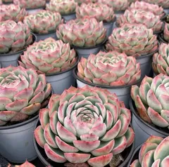 2025年最新】多肉植物 ブラックプリンスの人気アイテム - メルカリ 2025年最新】多肉植物 ブラックプリンスの人気アイテム - メルカリ