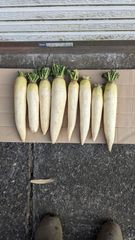 訳あり干し大根　無農薬　10kg