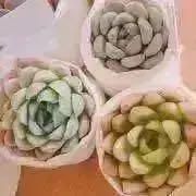 新入荷｜送料込】エケべリア 韓国苗 ピアレス x サラヒメ｜チャン