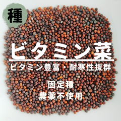 【種】ビタミン菜　農薬不使用　100粒