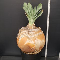 J720【自社養生株】ブーファン　ハエマンソイデス（現地球・発根株・鉢植え）【球根植物】