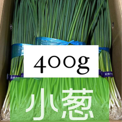 福岡県産　朝倉ネギ　ハウス栽培　400g
